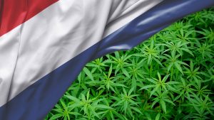 Hollanti laillistamassa kannabiksen kasvatuksen