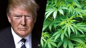 Washington ja Kalifornia varautuvat puolustamaan laillista kannabista Trumpin hallinnolta