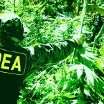 Uuden kannabisluokituksen ajankohta sittenkin epävarma?