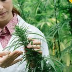 Myytinmurtamista: Kannabis ei aiheuta skitsofreniaa