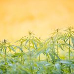 Tutkimusinstituutti: Kannabiksen laillistaminen “ainoa ratkaisu rikos- ja riippuvuusongelmiin”