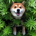 Kannabista lemmikeille?